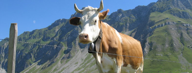 Les vaques a Suïssa Vaca suïssa-suiza
