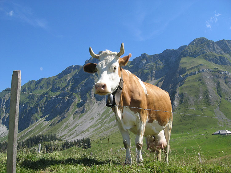 Vaca suïssa-suiza