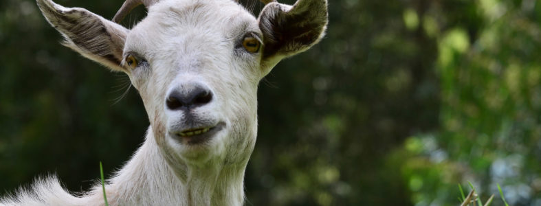 El queso más sano Goat_head